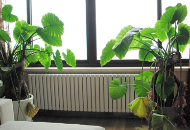 汽车散热器辉达日防暑大作战