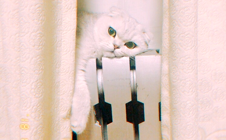 辉达娱乐好不好,冬季过冬神器,辉达娱乐 宠物